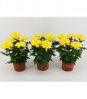 Chrysanthemum