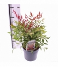 Nandina