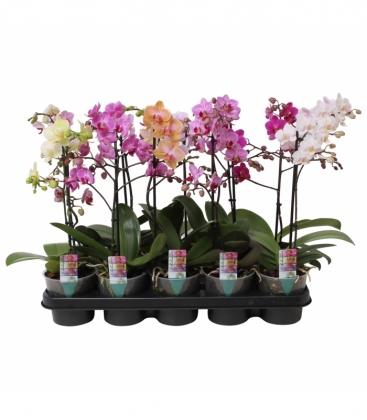 Phalaenopsis