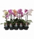 Phalaenopsis