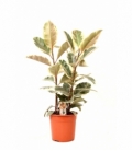 Ficus