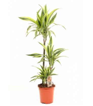 Dracaena