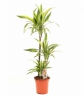 Dracaena