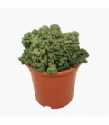 Euphorbia