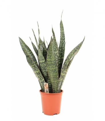 Sansevieria