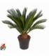 Cycas