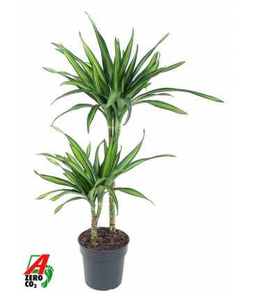 Dracaena