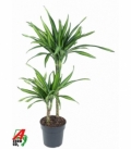 Dracaena