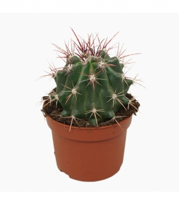 Ferocactus