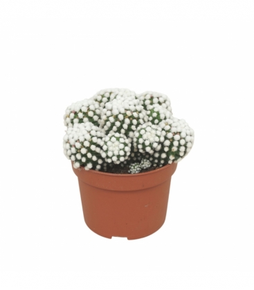 Mammillaria