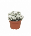 Mammillaria