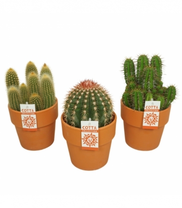 Cactus