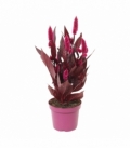 Celosia