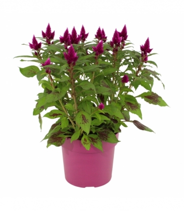 Celosia