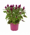 Celosia