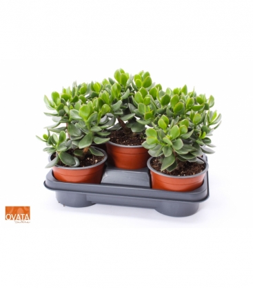 Crassula