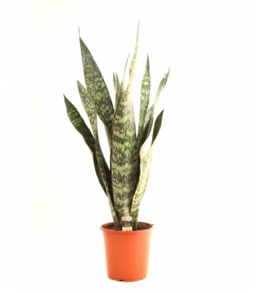 Sansevieria