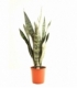 Sansevieria