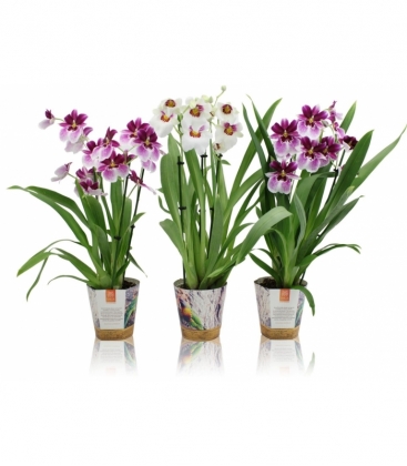 Miltonia