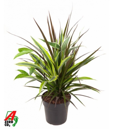 Dracaena