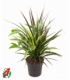 Dracaena