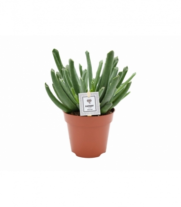 Cotyledon