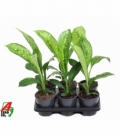 Dieffenbachia