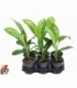 Dieffenbachia