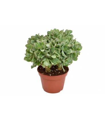 Crassula