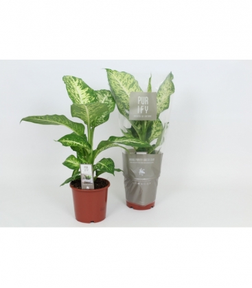 Dieffenbachia