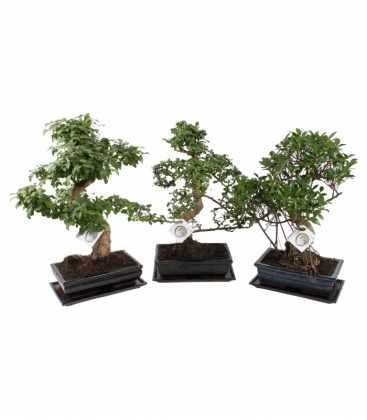 Bonsai