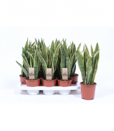 Sansevieria