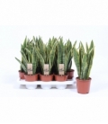 Sansevieria