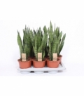 Sansevieria