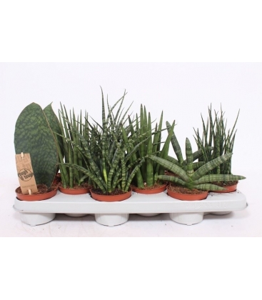 Sansevieria