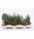 Sansevieria