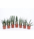 Sansevieria