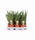 Sansevieria