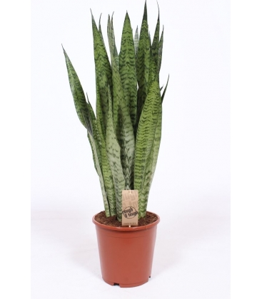 Sansevieria