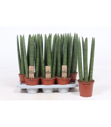 Sansevieria