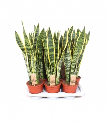 Sansevieria