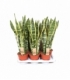 Sansevieria