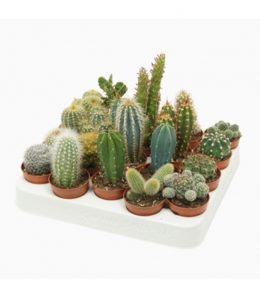 Cactus