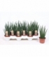 Sansevieria