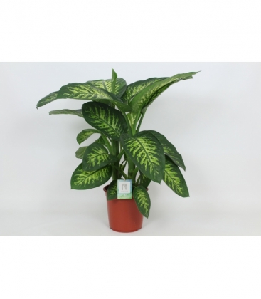 Dieffenbachia