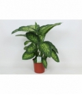 Dieffenbachia