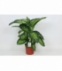 Dieffenbachia