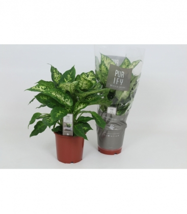 Dieffenbachia