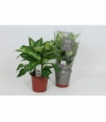 Dieffenbachia