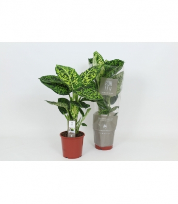 Dieffenbachia